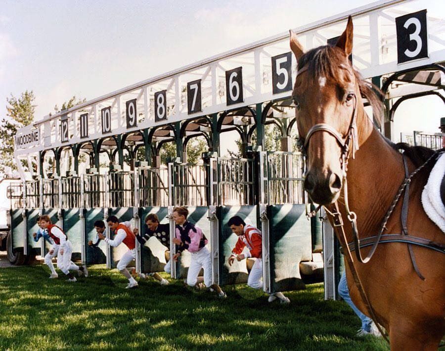 Horses at the starting gate