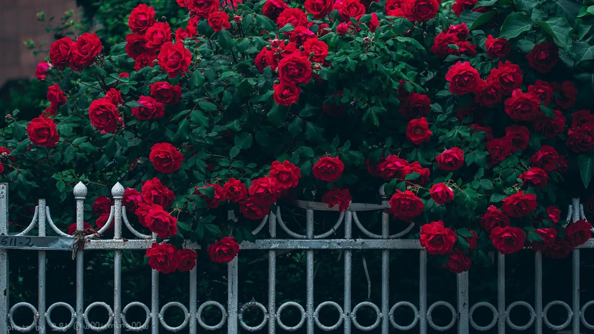Derby roses
